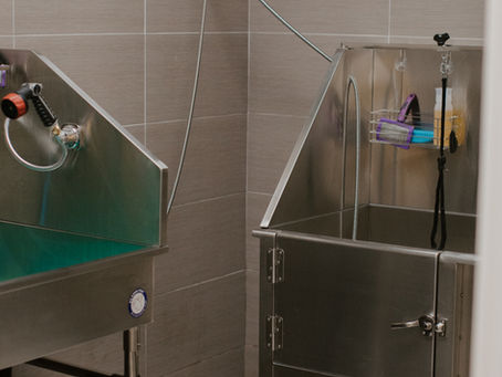 Discover the Benefits of Professional Pet Grooming