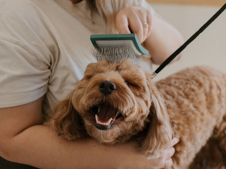 Enhance Your Pet's Well-being with Expert Grooming