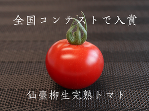 仙臺柳生完熟トマト