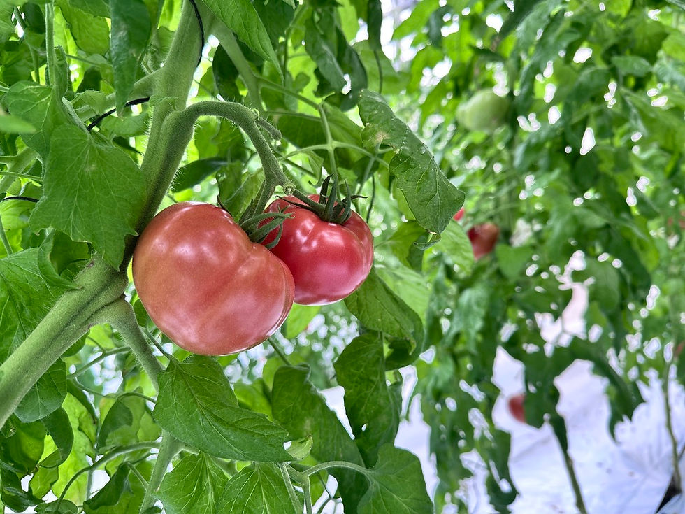 仙臺柳生完熟トマト