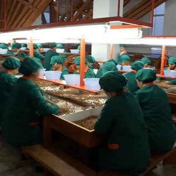 BeizaNuts fındıkları, kalite garantisi ve ürün standardizasyonu için fındık seçim işleminden geçer.