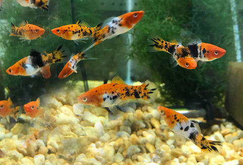 Sanke Swordtail.jpg