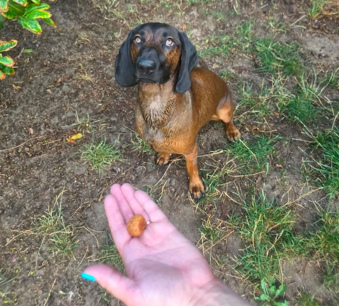 D4D_treatsDachs.JPG