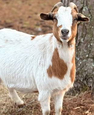 Buttercup the Goat