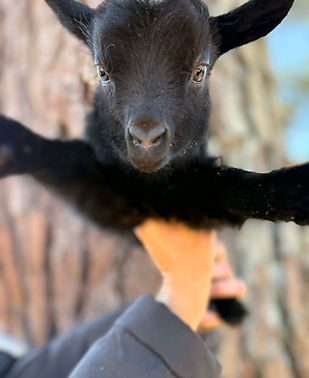 ebc970e6-c039-427f-a429-e7181da3b63f.jfif