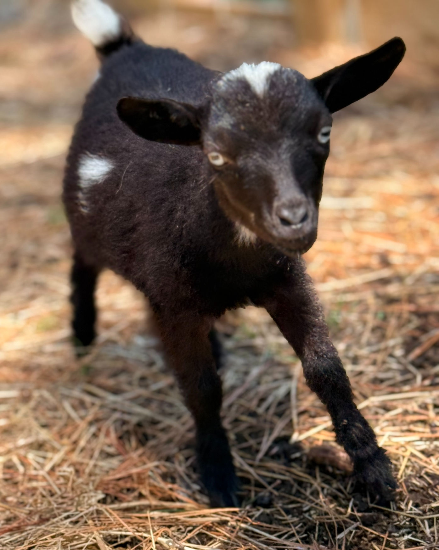 Guardian of the Goat - 2026 Winona Sponsorship