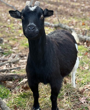Nubs the Goat