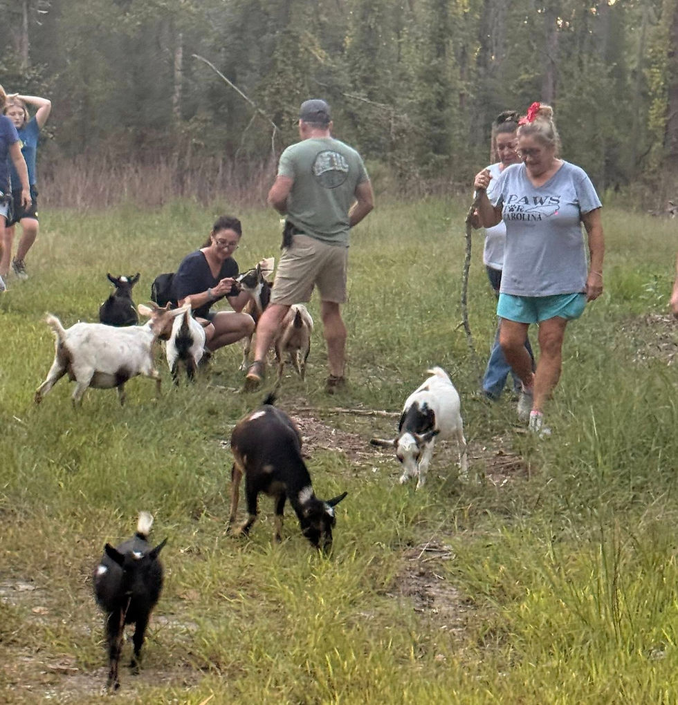 Historic Farm Trails Hike with the Goats!