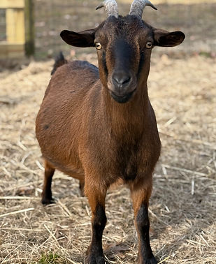 Alyssa the Goat