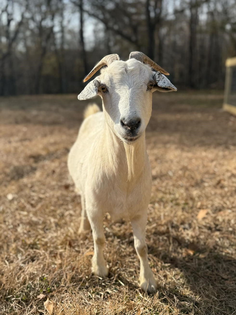 Guardian of the Goat - 2025 Dorothy Sponsorship