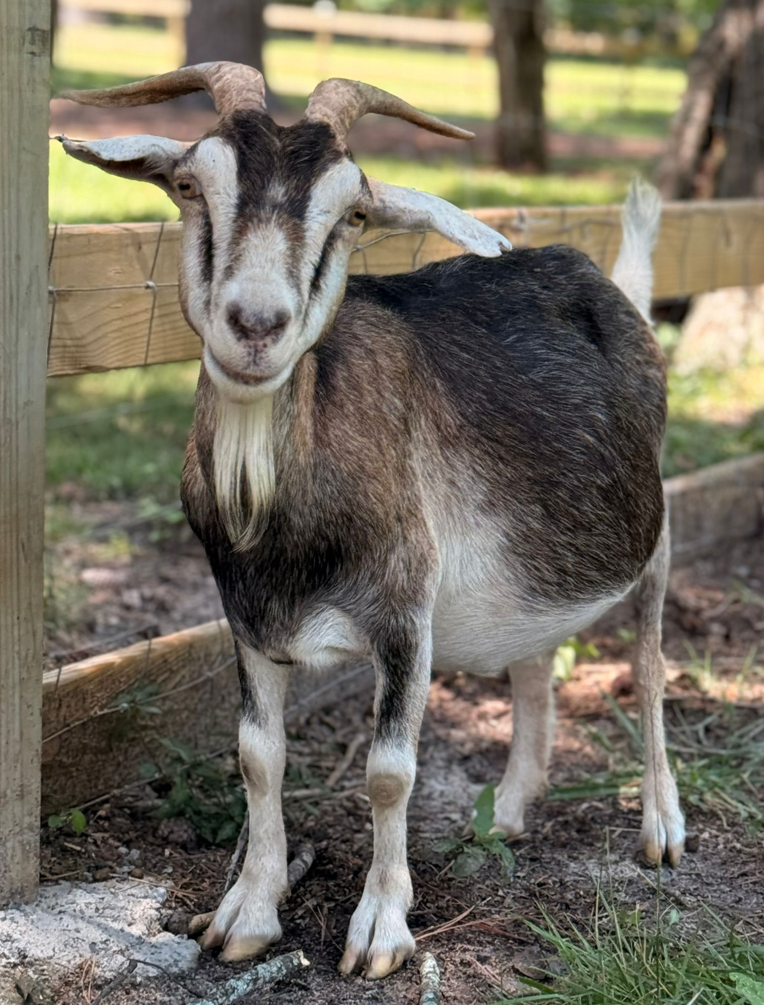 Guardian of the Goat - 2026 Tina Sponsorship