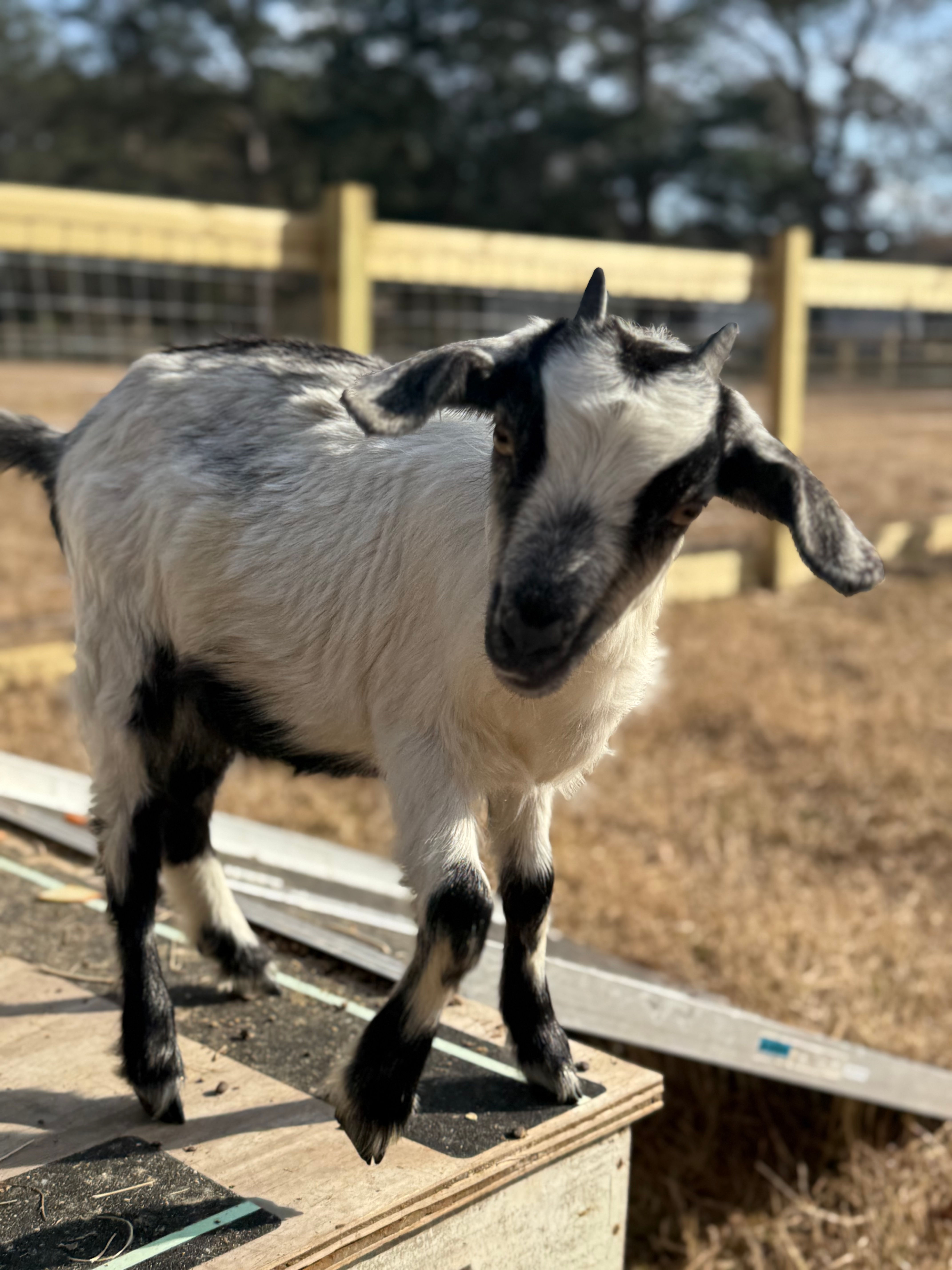 Guardian of the Goat - 2026 Fiona Sponsorship