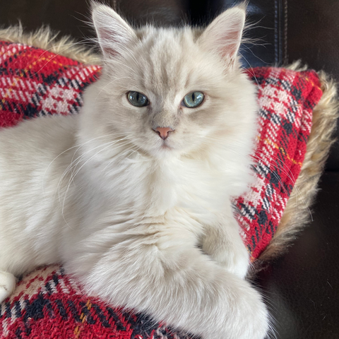 Blue Mink Lynx Ragdoll