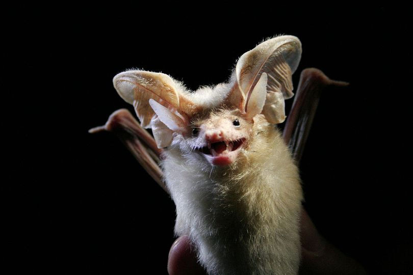 ree