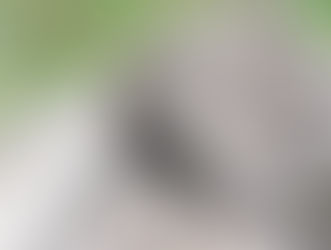 پاکستان کے جنگلی حیات