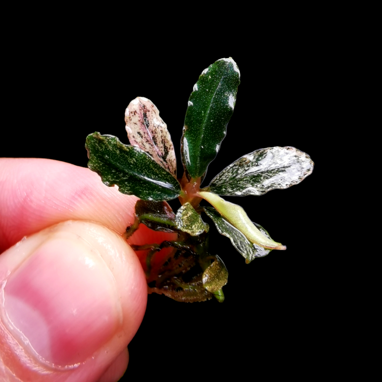 Bucephalandra Variegated mini 