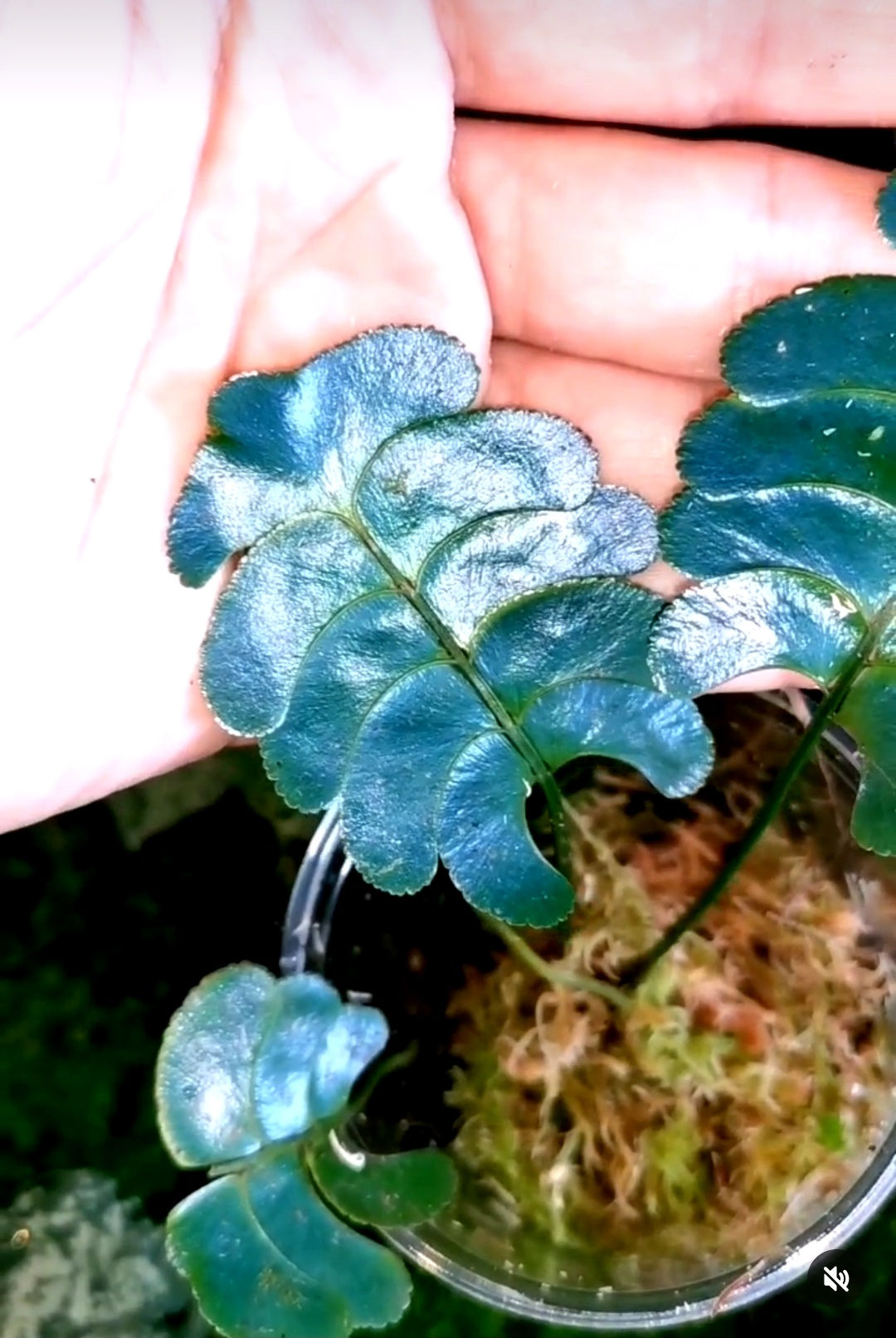 Lindsaea Doryphora Farn (blue) kaufen 