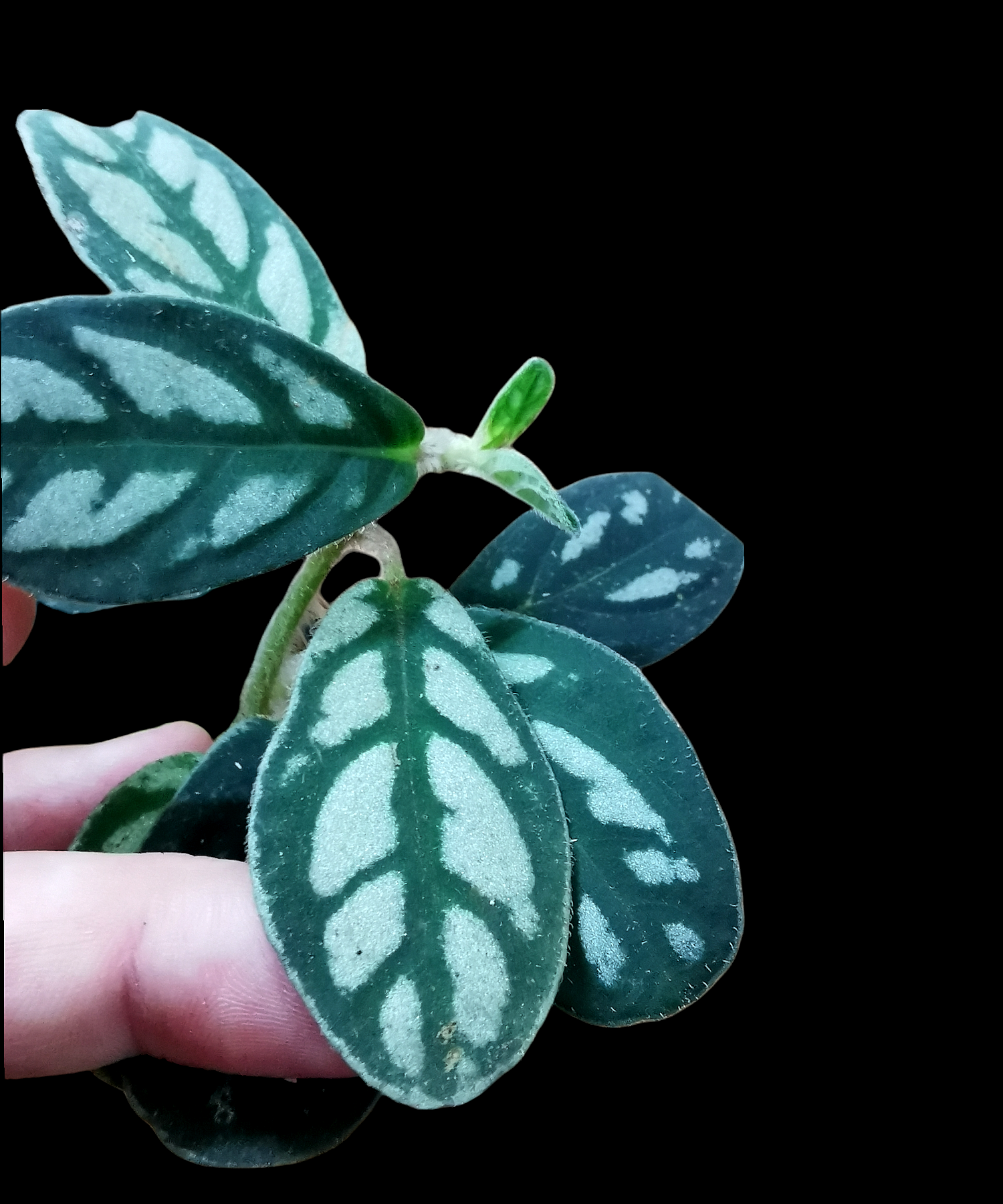  Cosmianthemum silver green 