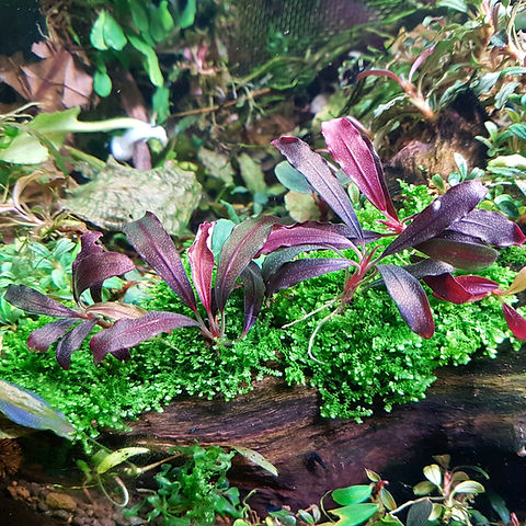 Bucephalandra Ghost 2011/2012 DNZ | Buceplanet