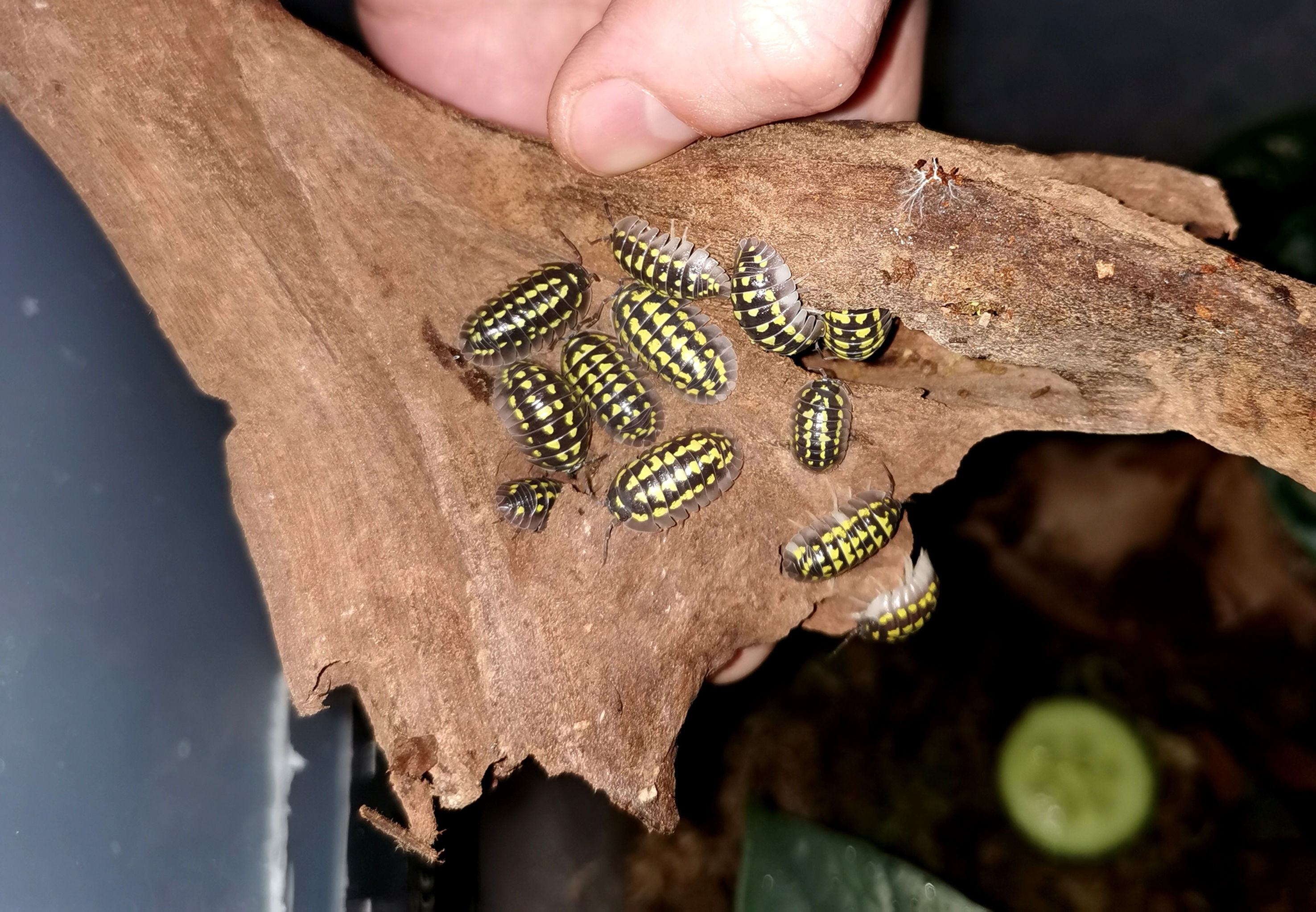 Armadillium Gestroi Rollasseln 20x Baby Assel Bodenpolizei