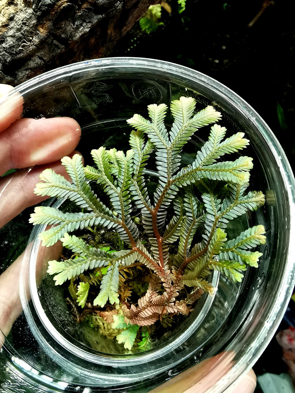 Miniaturbild: Selaginella Intermedia 
