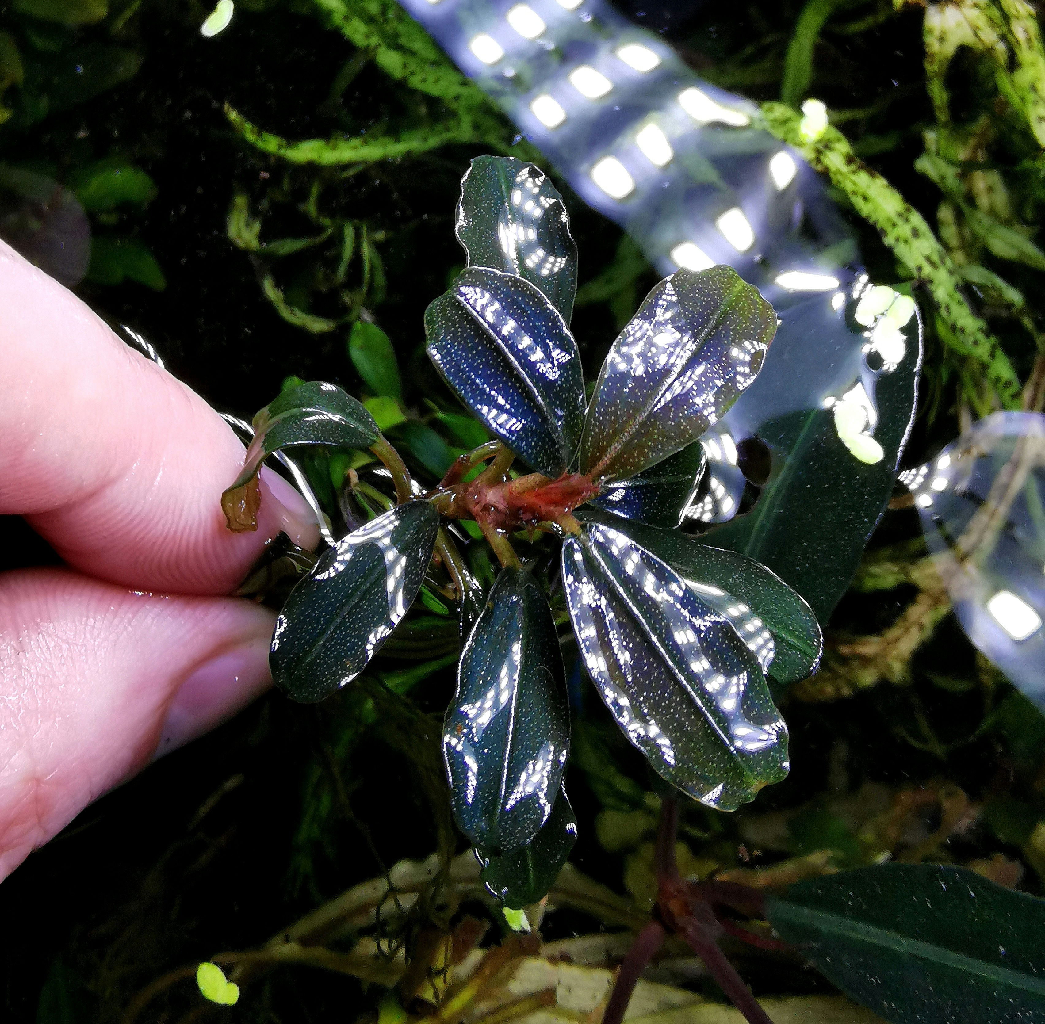 Bucephalandra Theia Blue 