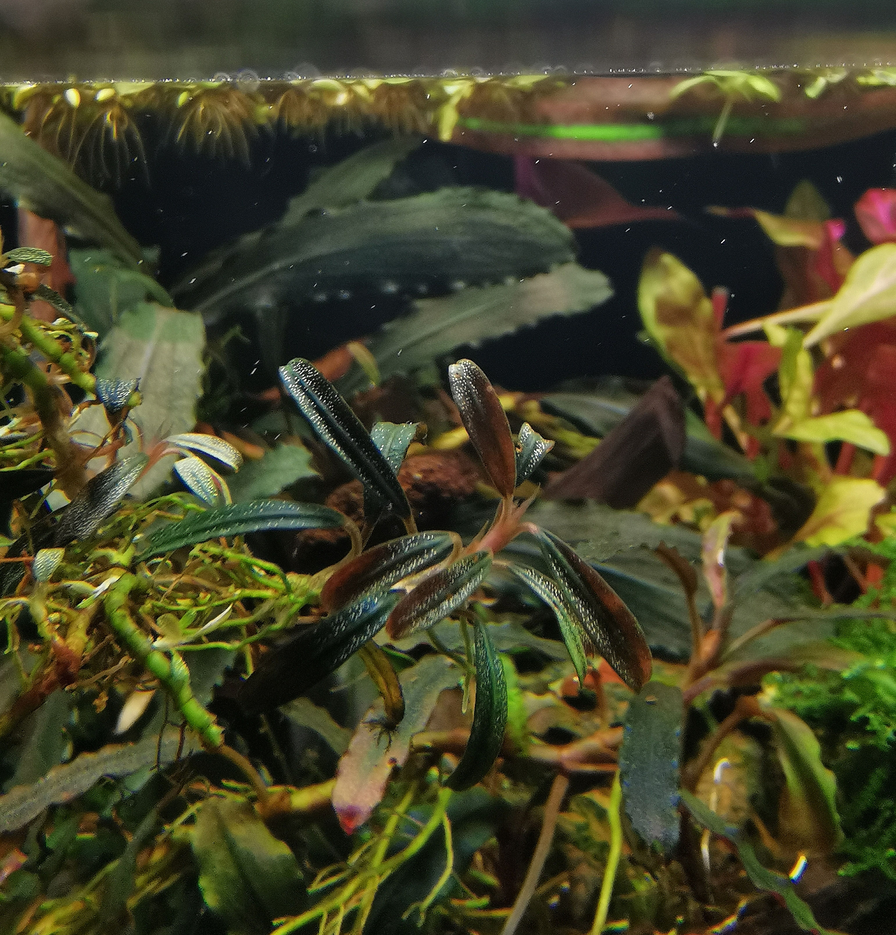 Bucephalandra Black Carpet - Single rhizome 