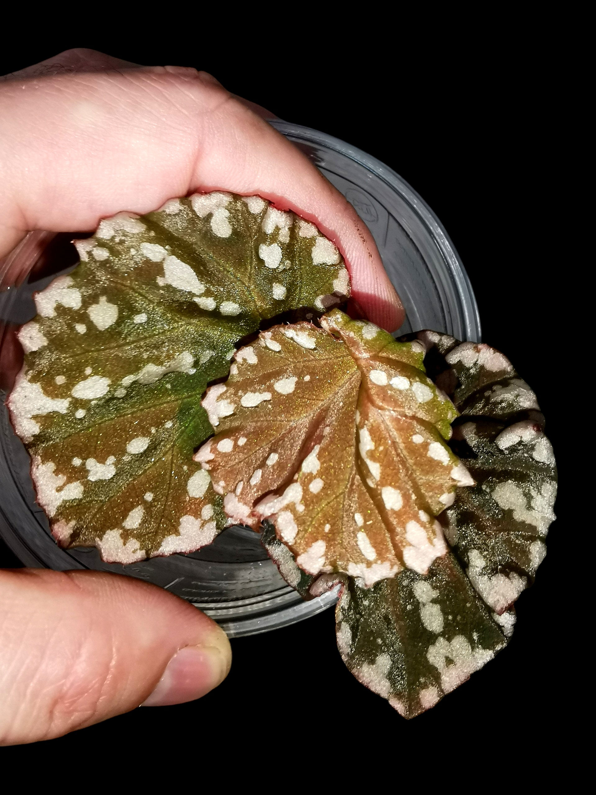 Begonia Minerva 