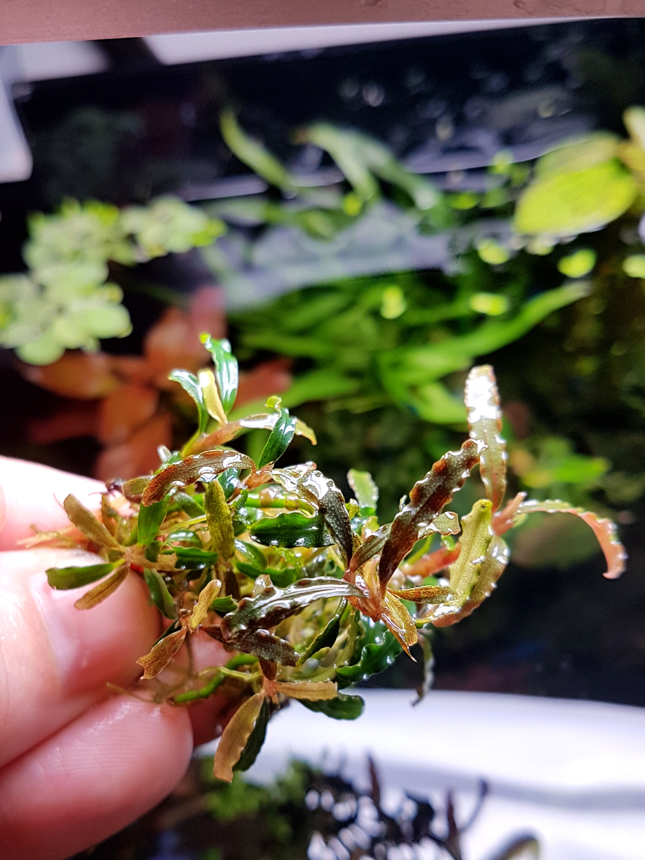 Bucephalandra Catherinae Red -mini Clump