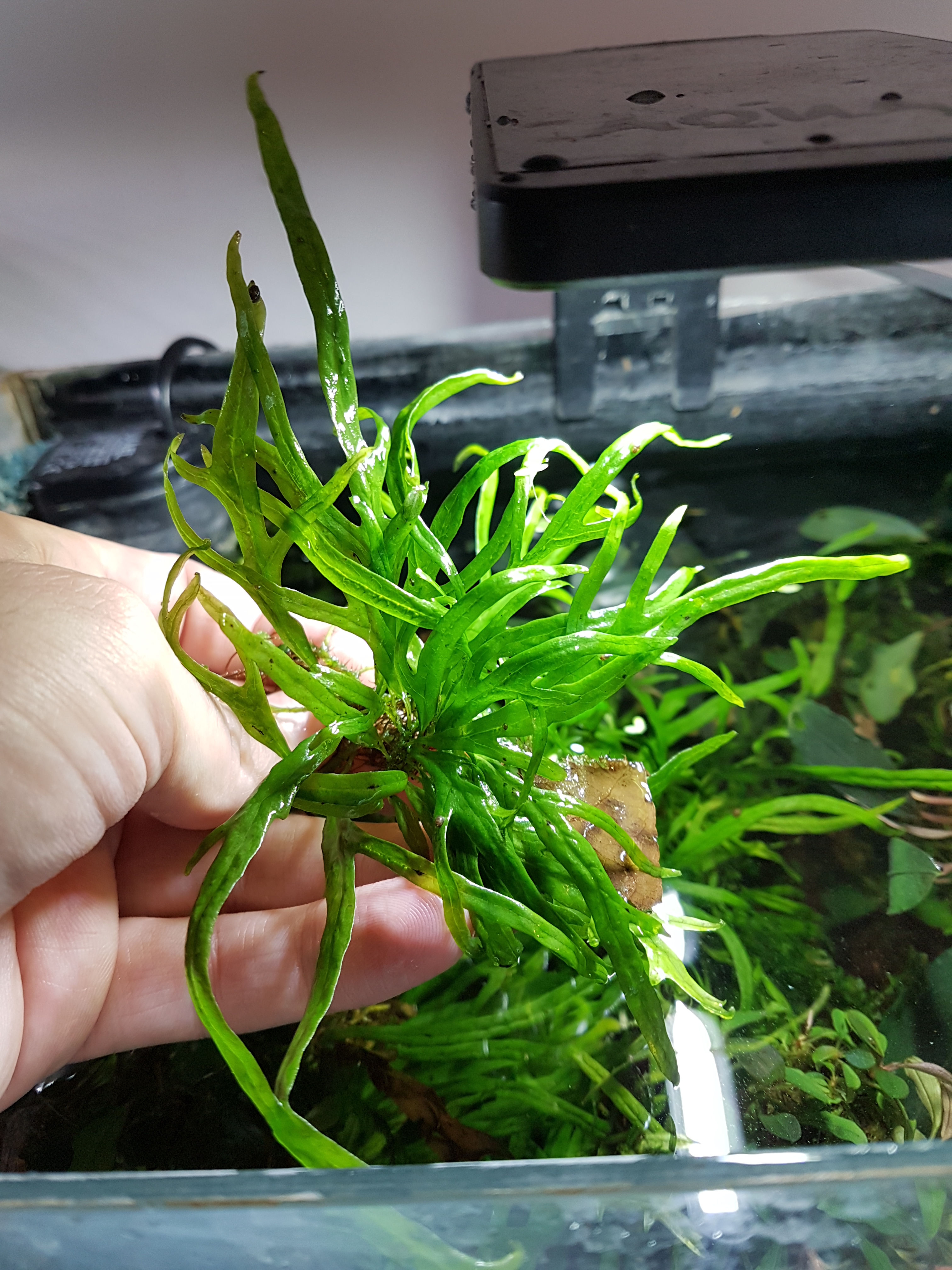 Microsorum pteropus"Trident" mini Farn