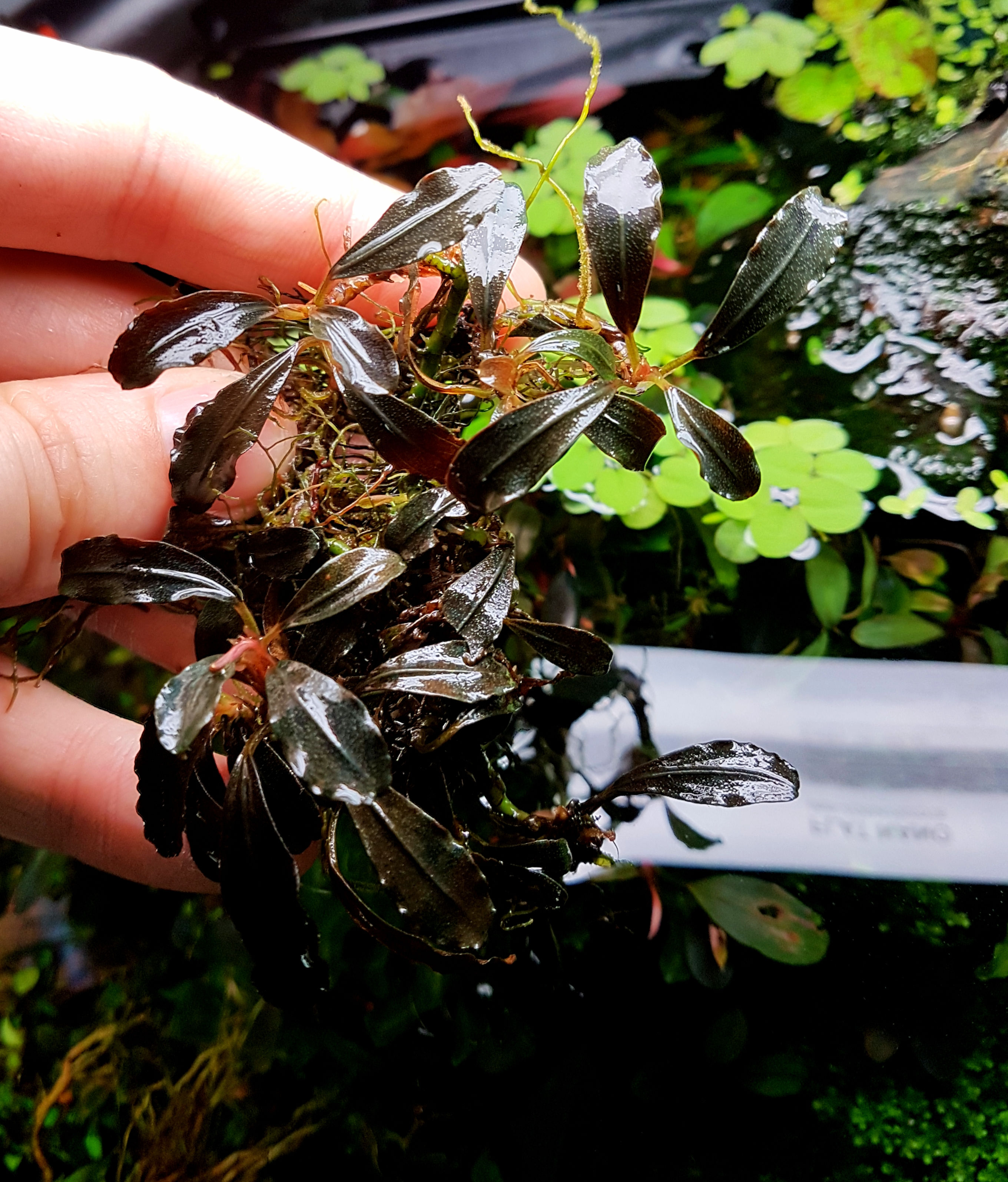 Bucephalandra Magnum Blue Polster