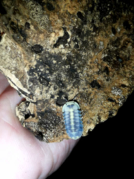 10 Cubaris Green Laser Asseln Isopods 