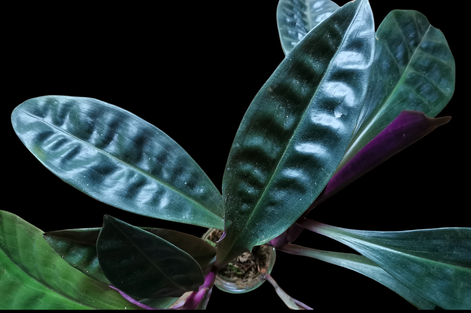 Commelinaceae sp. - kaufen 