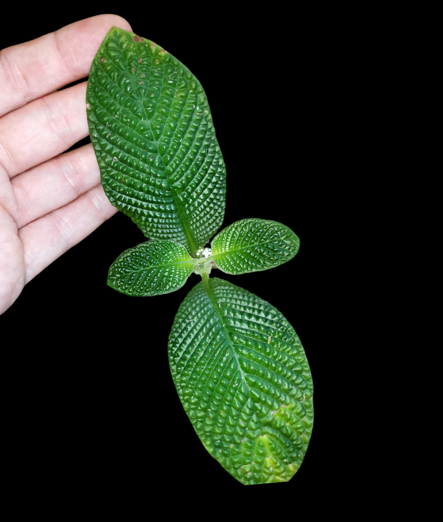 Argostemma Kayalapis - kaufen 