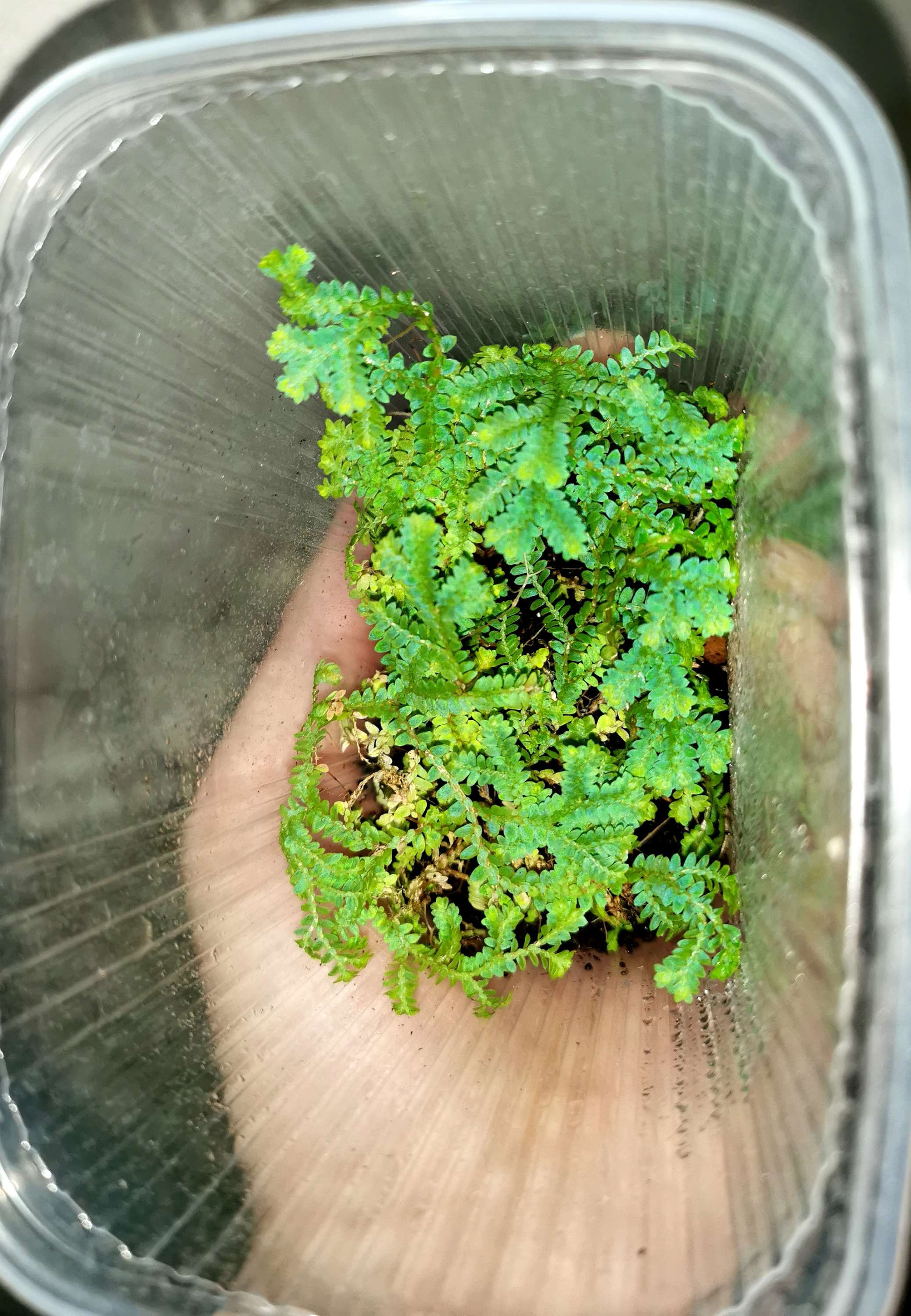 Selaginella uncinata -  *rainbow moss*