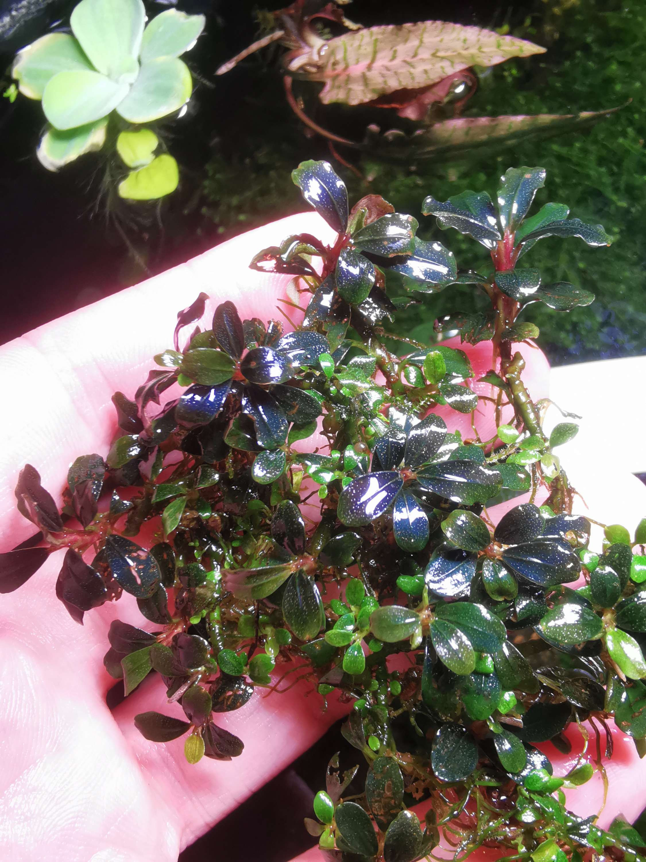 Bucephalandra Mini Blue clump 