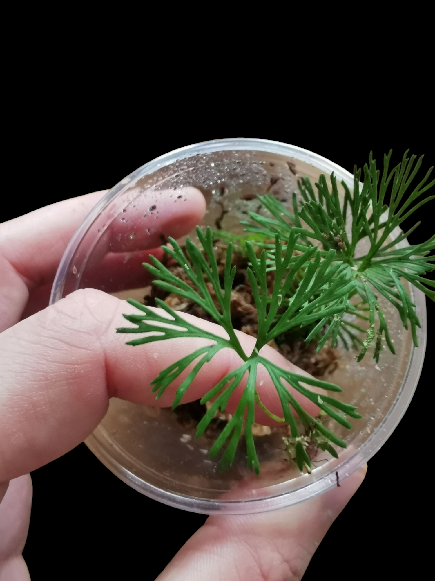 Elaphoglossum Peltatum single plant 