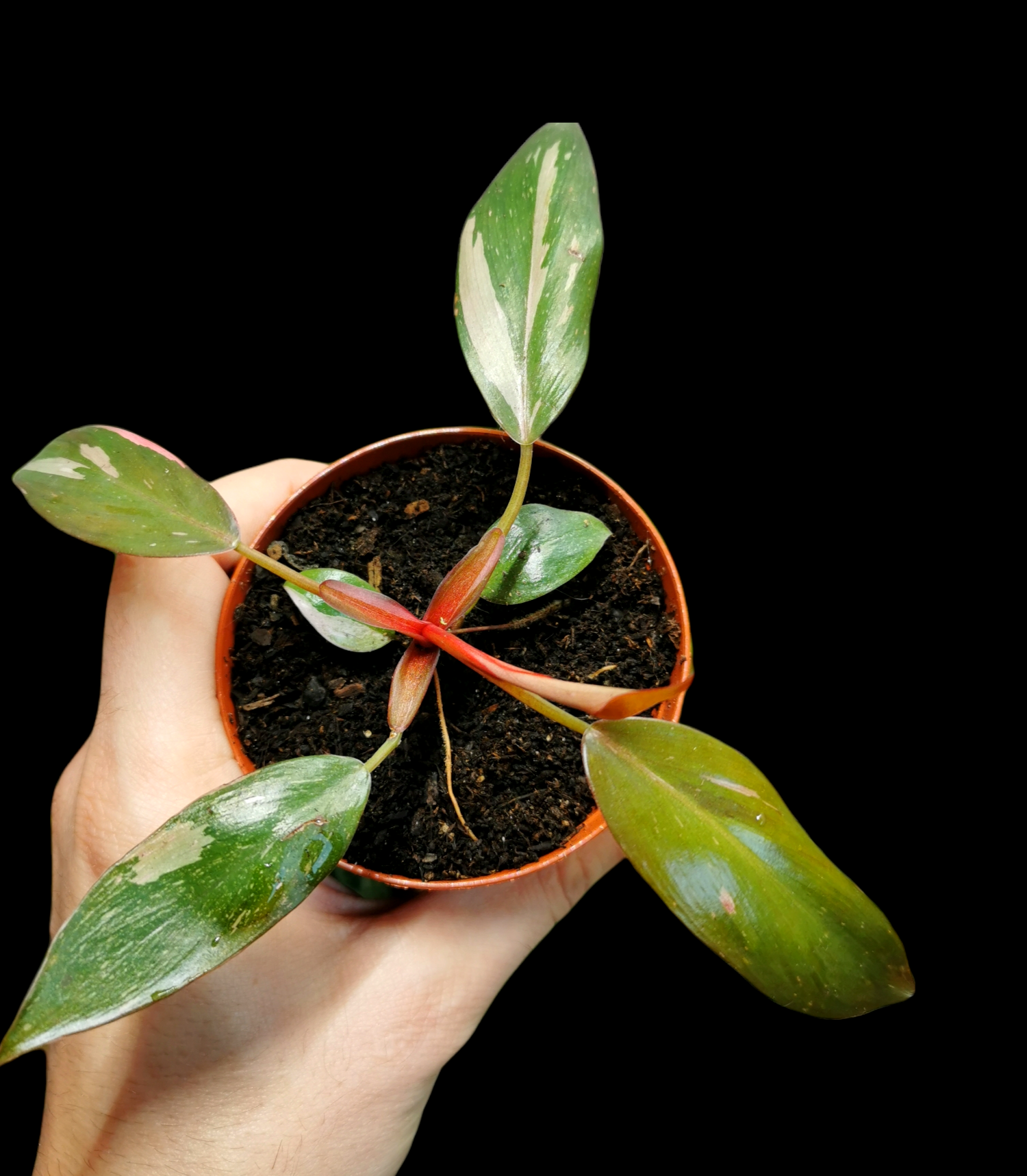 Philodendron pink princess 