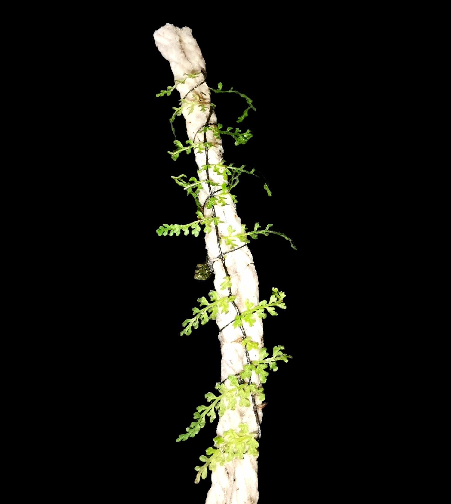 Micro Fern  - Origin Borneo super rare 