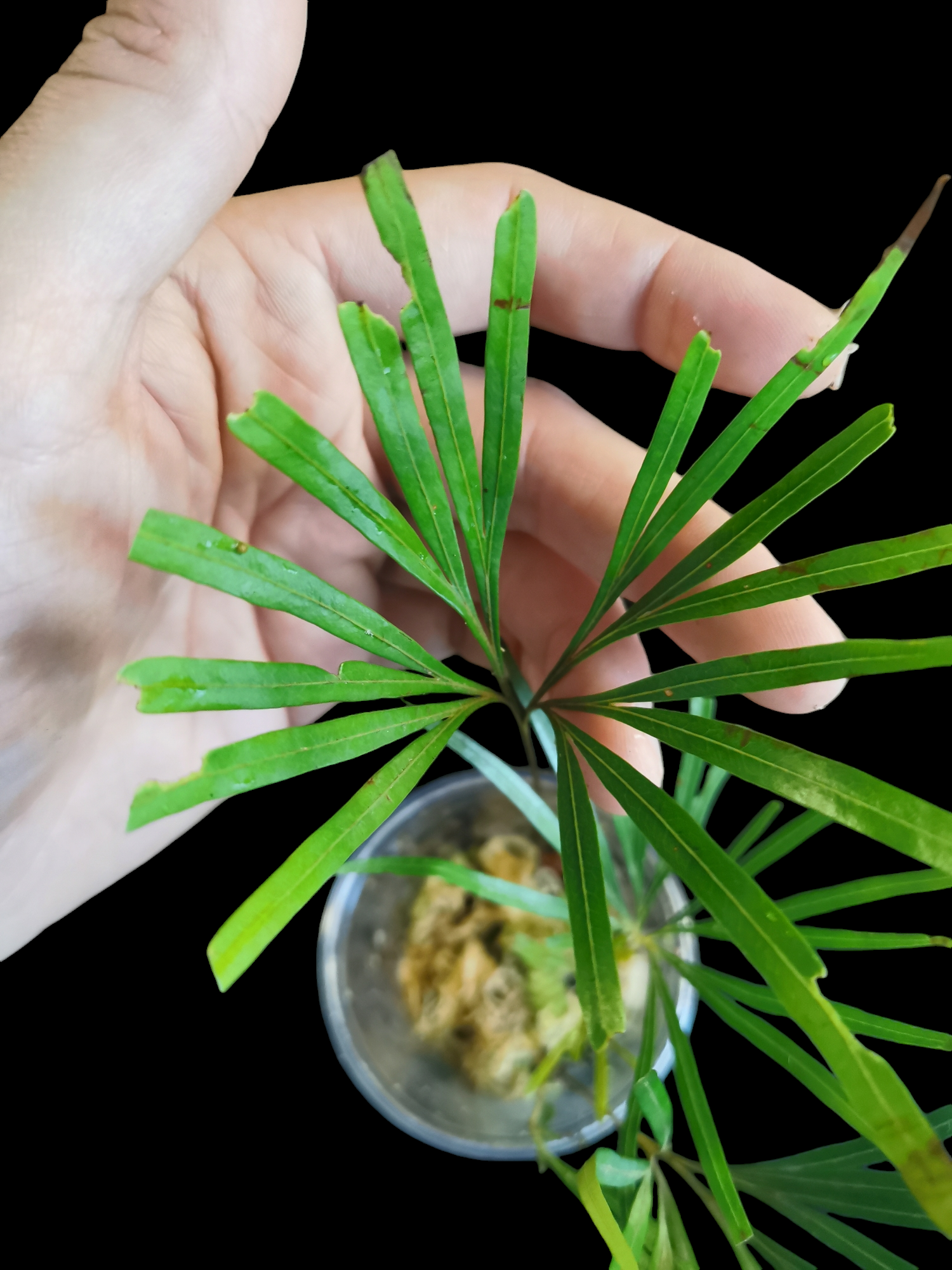 Dipteris Lobbiana mini Palme second choice 