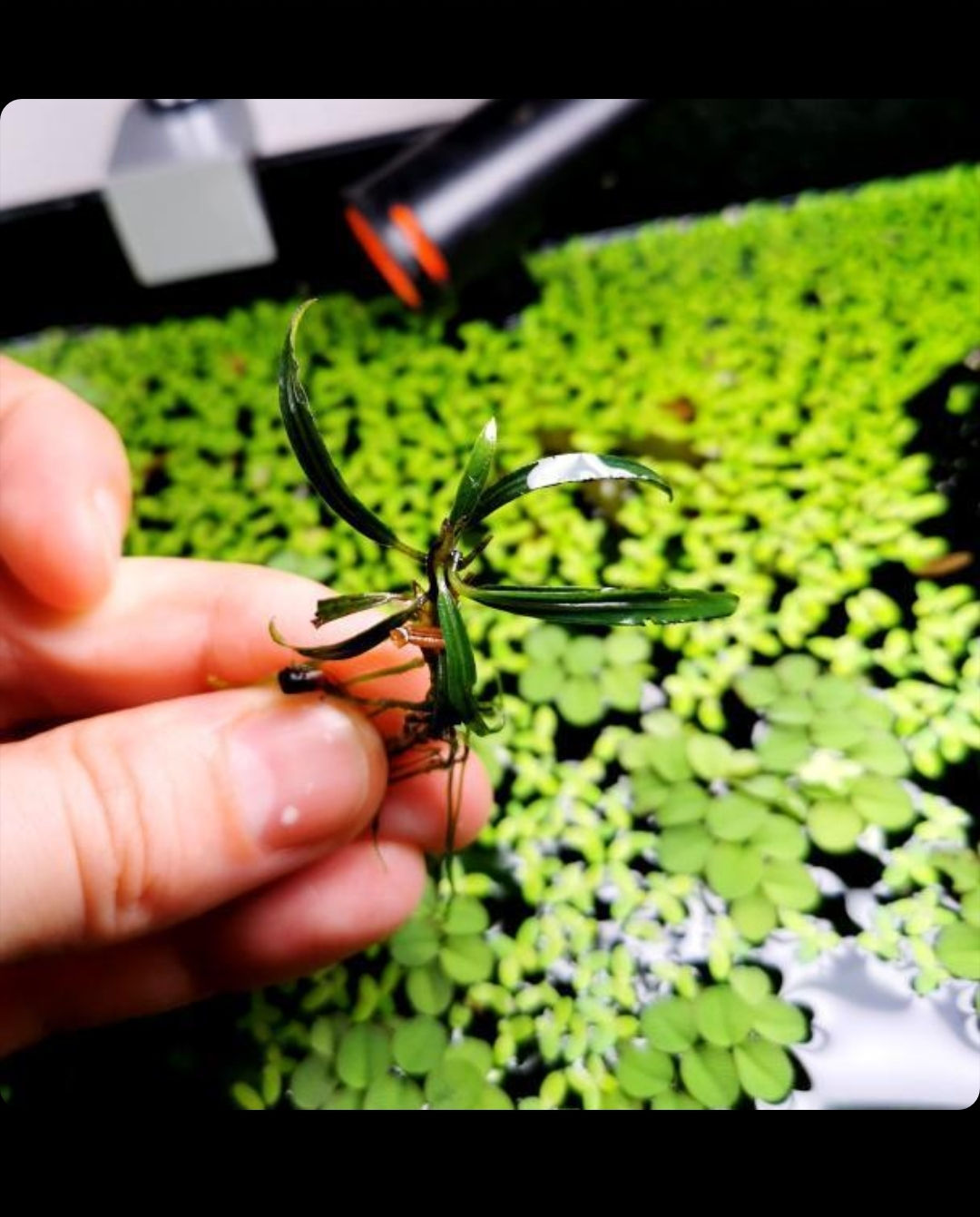 Bucephalandra Rosmarin / Rosemary