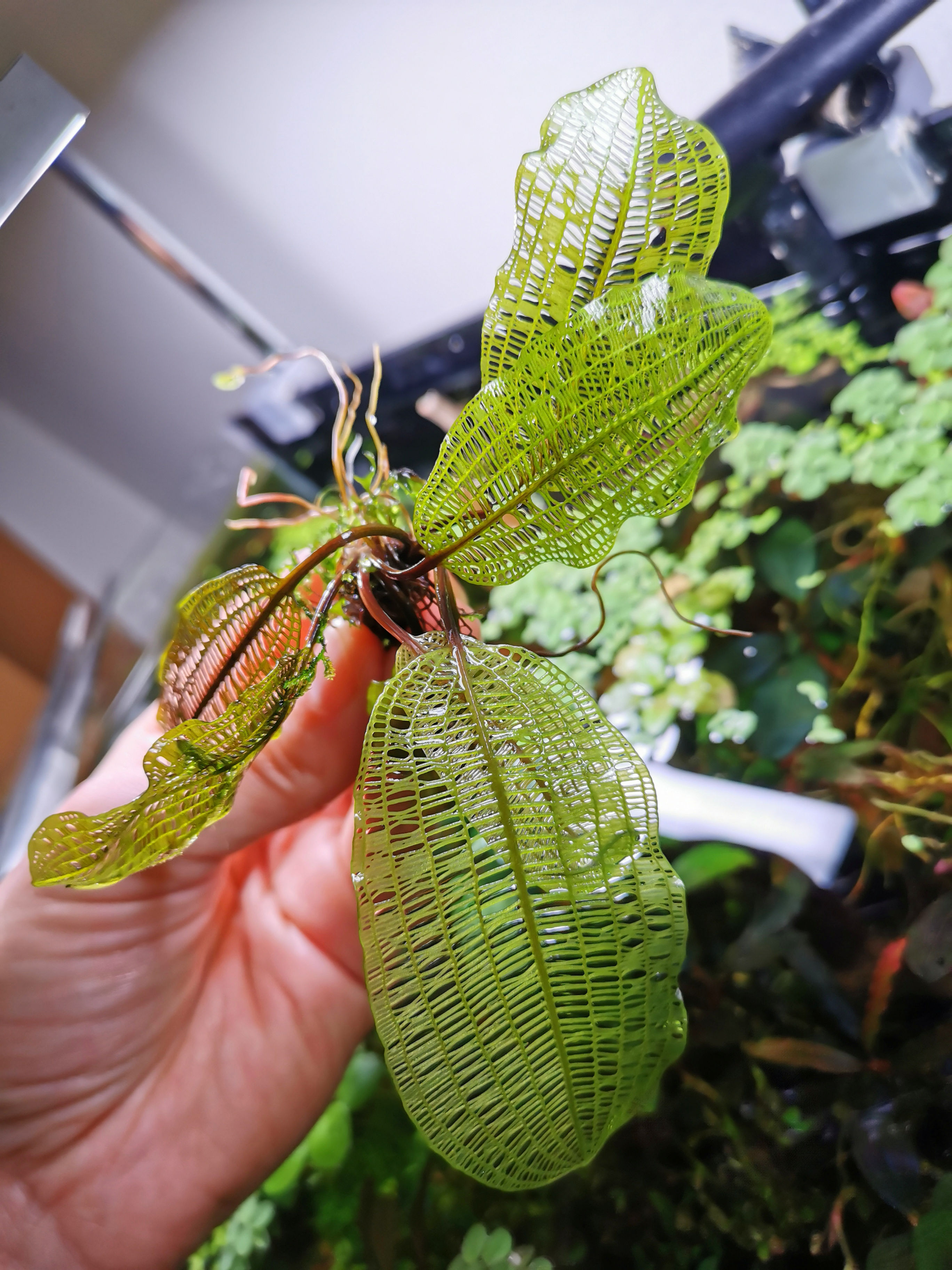 aponogeton madagascariensis  - Gitterpflanze 