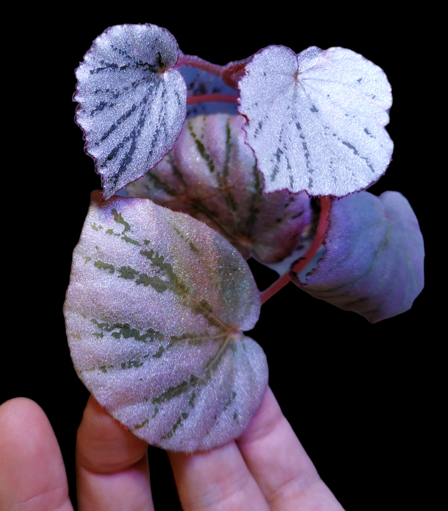 Begonia Martin’s Mystery (U192)

