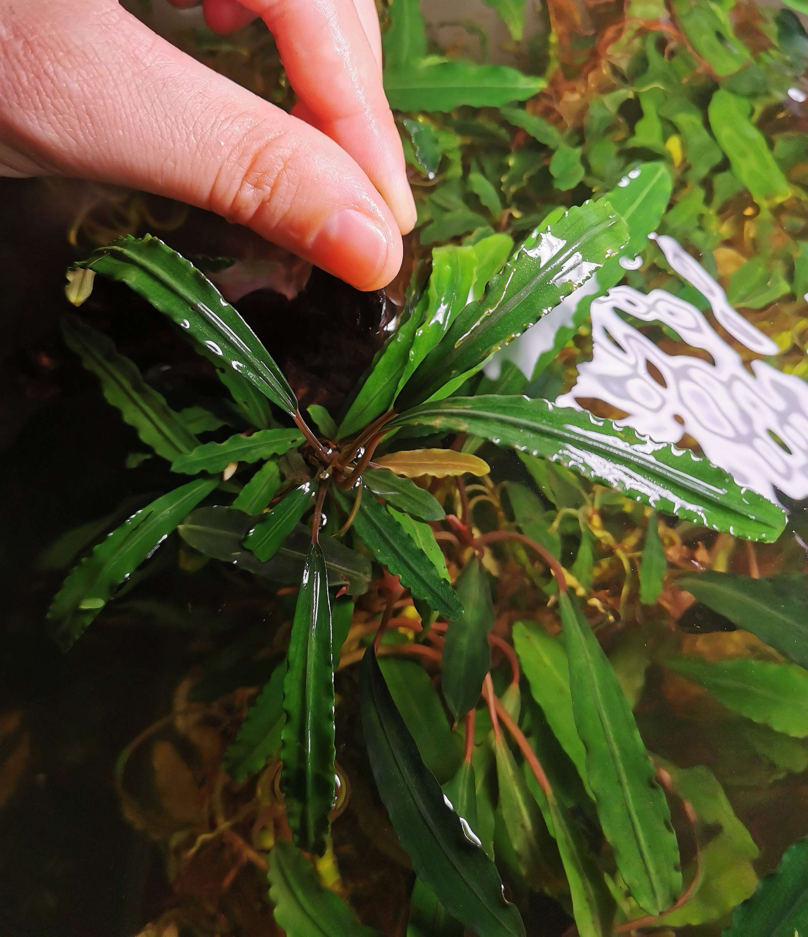 Bucephalandra King Crocodile buy 3 get +1 free