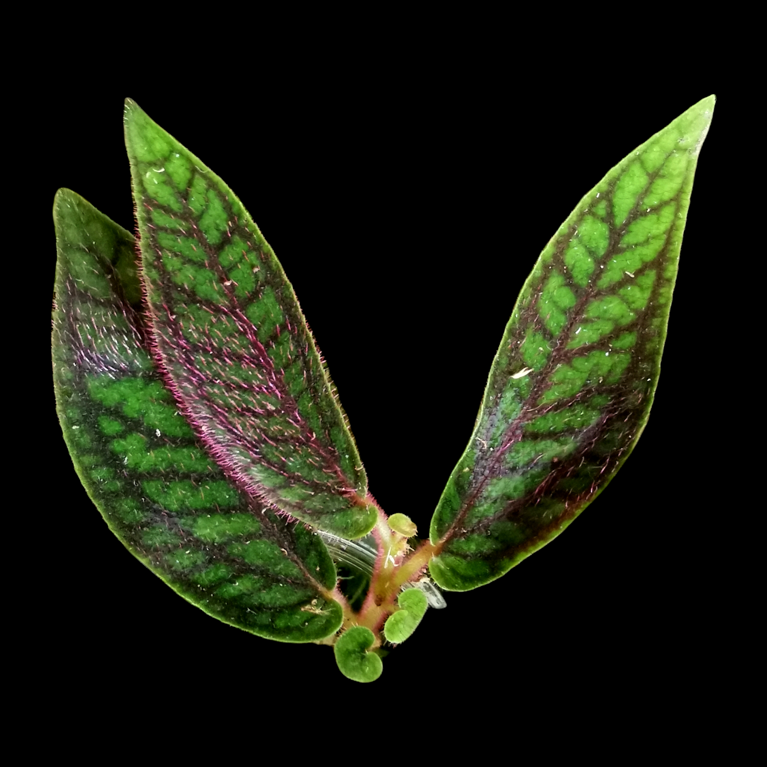 Sonerila sp. Tepuai kaufen