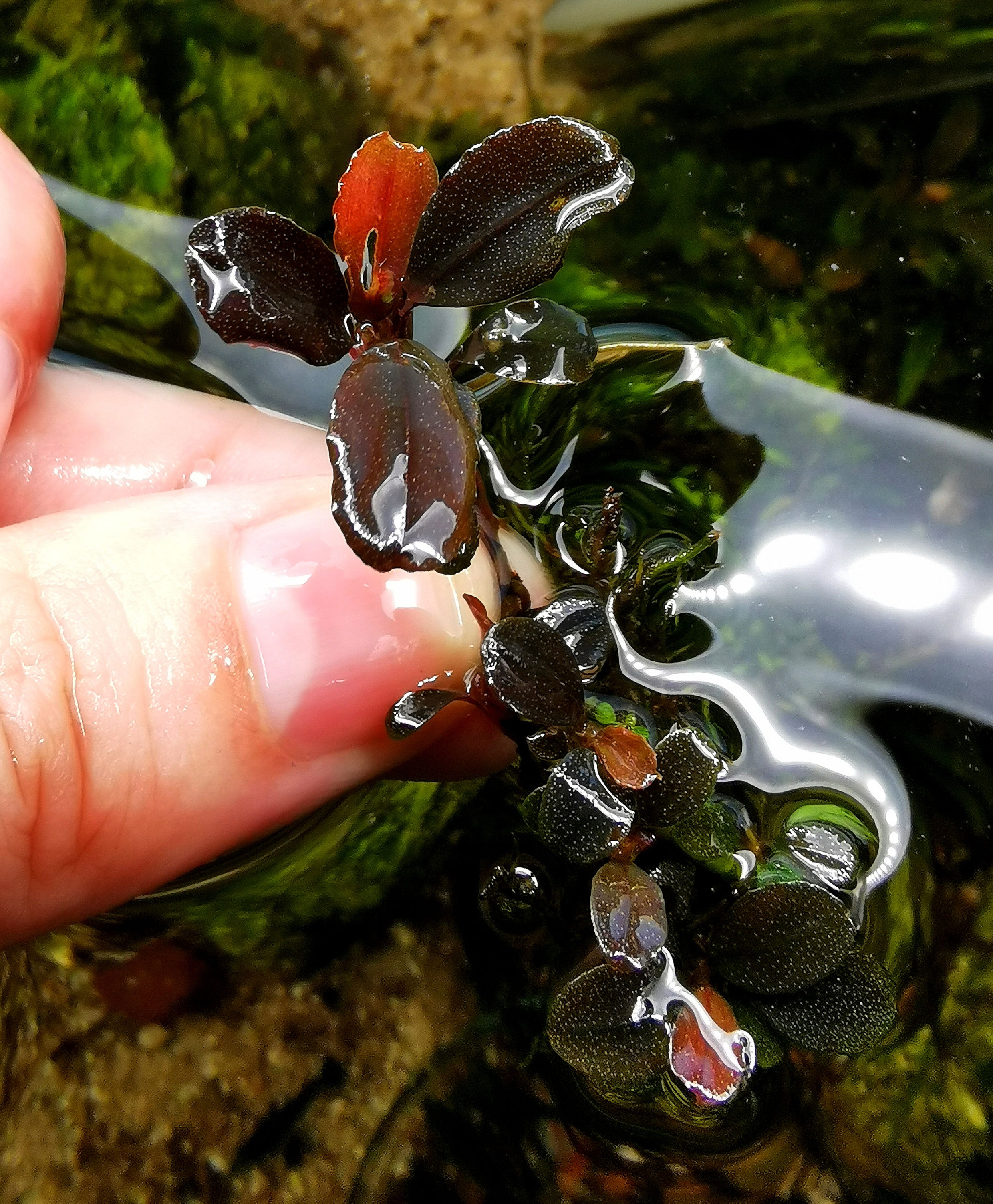 Bucephalandra Hades Black/Blue dreier Ableger