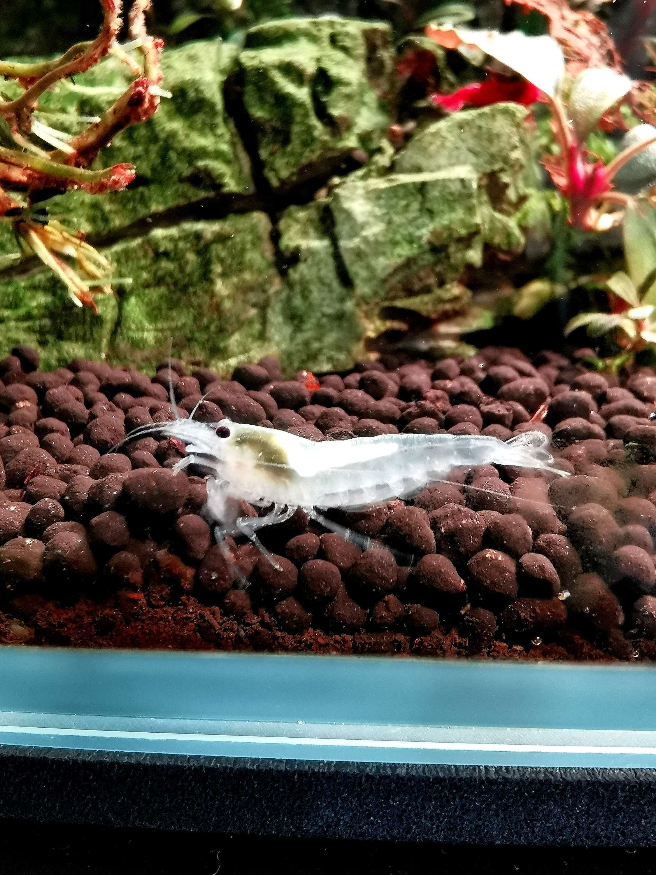 Amano Snow White Garnelen 