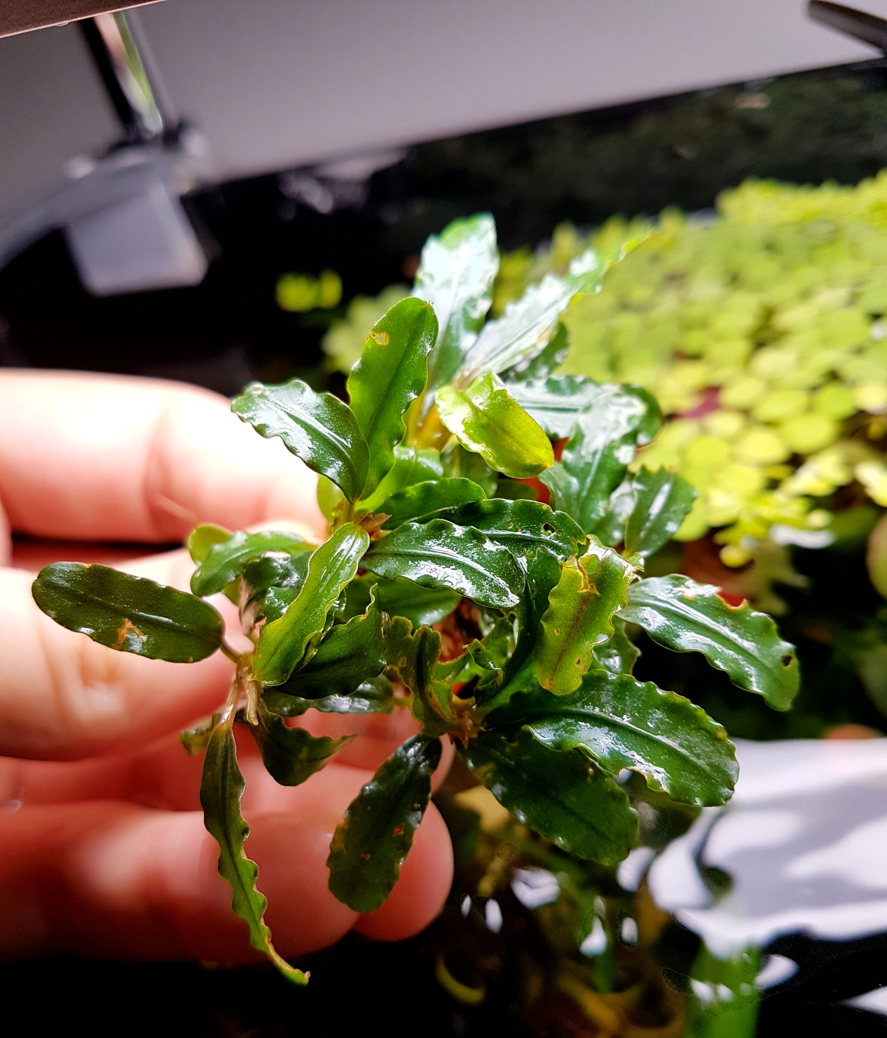 Bucephalandra Alamanda V1 Blue - Busch!