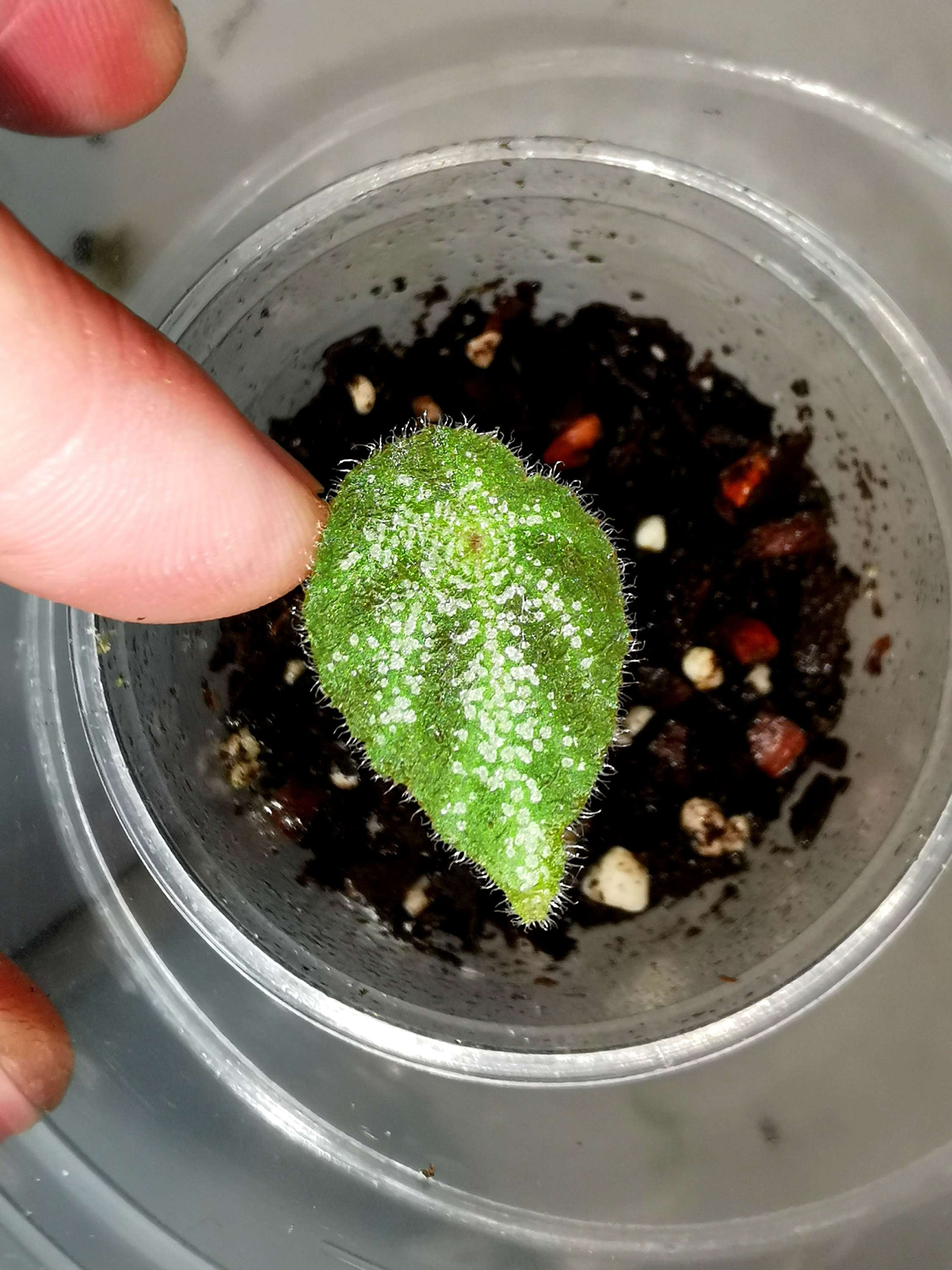 Begonia Arachnoidea Baby plant 