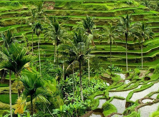 Tegalalang Rice Terrace.jpg